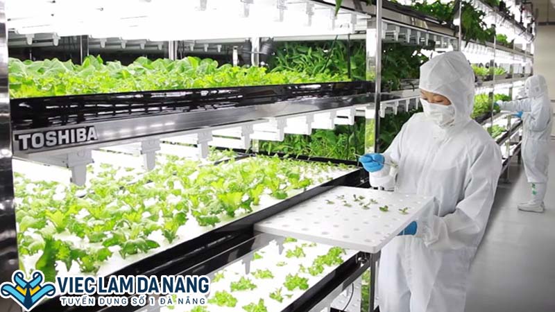 cơ hội việc làm ngành nông nghiệp tại Viêt Nam